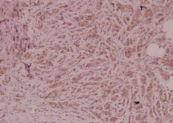 Invitrogen PEDF Polyclonal Antibody 100 &mu;L; Unconjugated:Antibodies,