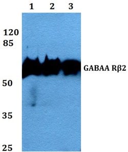 Invitrogen GABRB2 Polyclonal Antibody 100 &mu;L; Unconjugated:Antibodies,