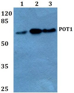 Invitrogen POT1 Polyclonal Antibody 100 &mu;L; Unconjugated:Antibodies,
