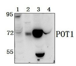 Invitrogen POT1 Polyclonal Antibody 100 &mu;L; Unconjugated:Antibodies,