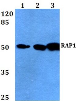 RAP1 Polyclonal Antibody 100 &mu;L | Buy Online | Thermo Scientific | Fisher Scientific