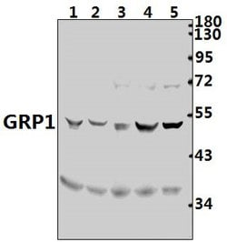 Cytohesin 3 Polyclonal Antibody:Antibodies, Polyclonal
