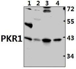 Invitrogen Prokineticin Receptor 1 Polyclonal Antibody 100 &mu;L; Unconjugated:Antibodies,