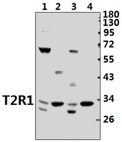 Invitrogen TAS2R1 Polyclonal Antibody 100 &mu;L; Unconjugated:Antibodies,