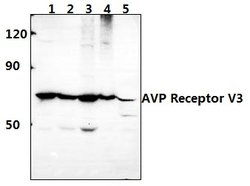 Invitrogen AVPR1B Polyclonal Antibody 100 &mu;L; Unconjugated:Antibodies,