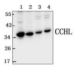 Invitrogen HCCS Polyclonal Antibody 100 &mu;L; Unconjugated:Antibodies,