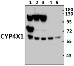 Invitrogen CYP4X1 Polyclonal Antibody 100 &mu;L; Unconjugated:Antibodies,