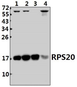 Invitrogen RPS20 Polyclonal Antibody 100 &mu;L; Unconjugated:Antibodies,