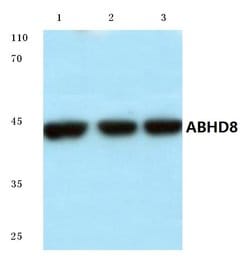Invitrogen ABHD8 Polyclonal Antibody 100 &mu;L; Unconjugated:Antibodies,