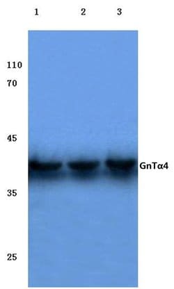 Invitrogen A4GNT Polyclonal Antibody 100 &mu;L; Unconjugated:Antibodies,