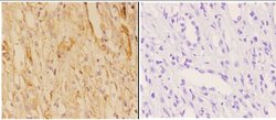 Invitrogen ABCB10 Polyclonal Antibody 100 &mu;L; Unconjugated:Antibodies,