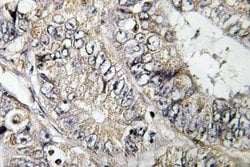 Invitrogen ARFGEF2 Polyclonal Antibody 100 &mu;L; Unconjugated:Antibodies,