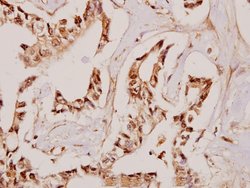 Invitrogen EFEMP2 Polyclonal Antibody 100 &mu;L; Unconjugated:Antibodies,
