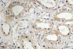 Invitrogen GRB14 Polyclonal Antibody 100 &mu;L; Unconjugated:Antibodies,