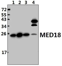 Invitrogen MED18 Polyclonal Antibody 100 &mu;L; Unconjugated:Antibodies,