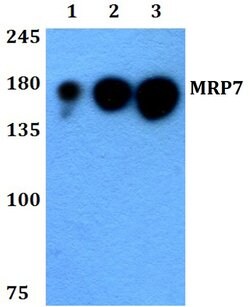 Invitrogen MRP7 Polyclonal Antibody 100 &mu;L; Unconjugated:Antibodies,