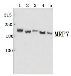 Invitrogen MRP7 Polyclonal Antibody 100 &mu;L; Unconjugated:Antibodies,