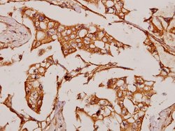 Invitrogen NOC2L Polyclonal Antibody 100 &mu;L; Unconjugated:Antibodies,