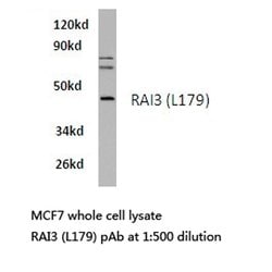 Invitrogen RAI3 Polyclonal Antibody 100 &mu;L; Unconjugated:Antibodies,