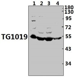 OXER1 Polyclonal Antibody:Antibodies, Polyclonal