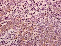 Invitrogen eIF3f Polyclonal Antibody 100 μL; Unconjugated:Antibodies,