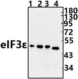 Invitrogen eIF3f Polyclonal Antibody 100 μL; Unconjugated:Antibodies,