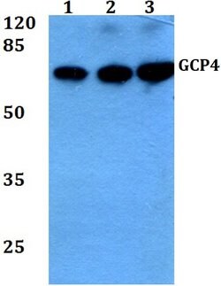 Invitrogen GCP4 Polyclonal Antibody 100 &mu;L; Unconjugated:Antibodies,