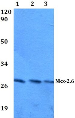 Invitrogen Nkx2.6 Polyclonal Antibody 100 &mu;L; Unconjugated:Antibodies,