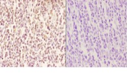 Invitrogen Myeloid Specific Antigen Polyclonal Antibody 100 &mu;L; Unconjugated:Antibodies,
