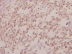 Invitrogen Cdc40 Polyclonal Antibody 100 &mu;L | Buy Online | Invitrogen&trade; | Fisher Scientific