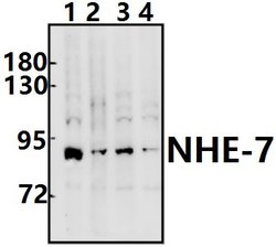 Invitrogen SLC9A7 Polyclonal Antibody 100 &mu;L; Unconjugated:Antibodies,