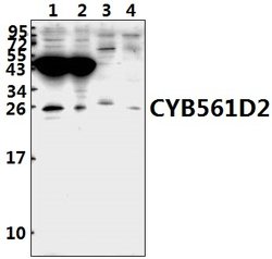 Invitrogen CYB561D2 Polyclonal Antibody 100 &mu;L; Unconjugated:Antibodies,
