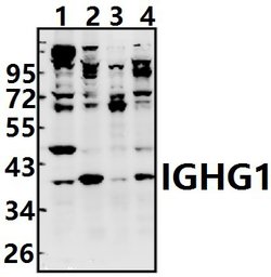 Invitrogen IGHG1 Polyclonal Antibody 100 &mu;L; Unconjugated:Antibodies