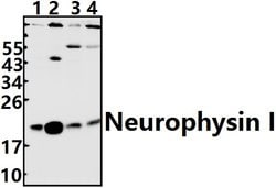 Invitrogen Oxytocin Polyclonal Antibody 100 &mu;L; Unconjugated:Antibodies,