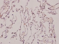 Invitrogen ATP5J2 Polyclonal Antibody 100 &mu;L; Unconjugated:Antibodies,