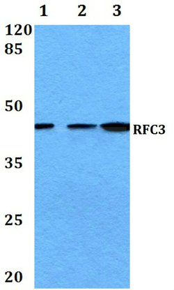 Invitrogen RFC3 Polyclonal Antibody 100 &mu;L; Unconjugated:Antibodies,