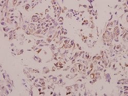 Invitrogen Cathepsin H Polyclonal Antibody 100 &mu;L; Unconjugated:Antibodies,