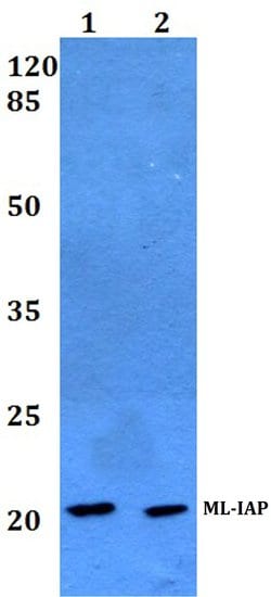 Livin Polyclonal Antibody:Antibodies, Polyclonal