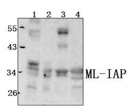 Livin Polyclonal Antibody:Antibodies, Polyclonal