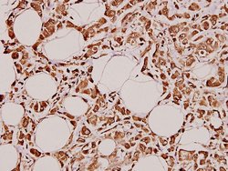 Invitrogen GUCY1A3 Polyclonal Antibody 100 &mu;L; Unconjugated:Antibodies,