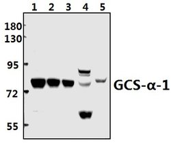 Invitrogen GUCY1A3 Polyclonal Antibody 100 &mu;L; Unconjugated:Antibodies,