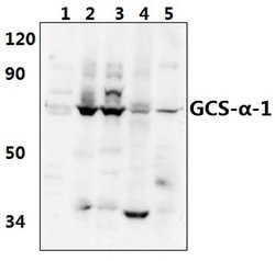 Invitrogen GUCY1A3 Polyclonal Antibody 100 &mu;L; Unconjugated:Antibodies,