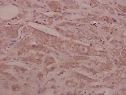 Invitrogen SEMA3C Polyclonal Antibody 100 &mu;L; Unconjugated:Antibodies,