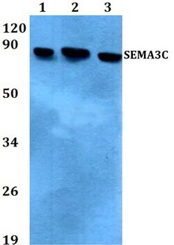 Invitrogen SEMA3C Polyclonal Antibody 100 &mu;L; Unconjugated:Antibodies,