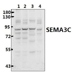 Invitrogen SEMA3C Polyclonal Antibody 100 &mu;L; Unconjugated:Antibodies,