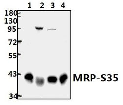 Invitrogen MRPS35 Polyclonal Antibody 100 &mu;L; Unconjugated:Antibodies,