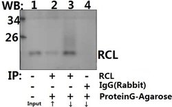 Invitrogen RCL Polyclonal Antibody 100 &mu;L; Unconjugated:Antibodies,