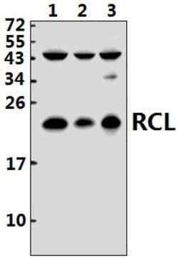 Invitrogen RCL Polyclonal Antibody 100 &mu;L; Unconjugated:Antibodies,