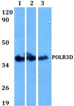Invitrogen POLR3D Polyclonal Antibody 100 &mu;L; Unconjugated:Antibodies,