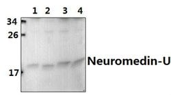 Invitrogen Neuromedin U-8 Polyclonal Antibody 100 &mu;L; Unconjugated:Antibodies,